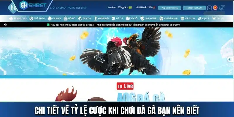 Chi tiết về tỷ lệ cược khi chơi đá gà bạn nên biết