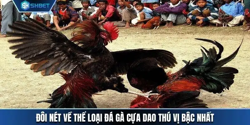 Đôi nét về thể loại đá gà cựa dao thú vị bậc nhất