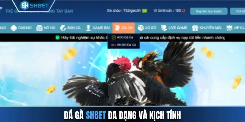 Đá gà SHBET đa dạng và kịch tính