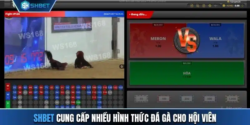 SHBET cung cấp nhiều hình thức đá gà cho hội viên