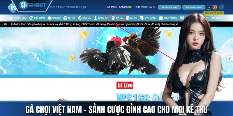 gà chọi việt nam